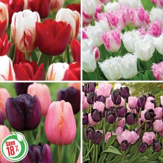 Tulip Blend Collection 1 Thumbnail
